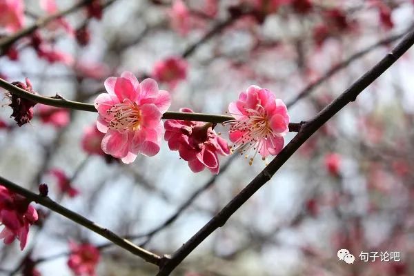 形容春天阳光明媚天气晴朗的诗句