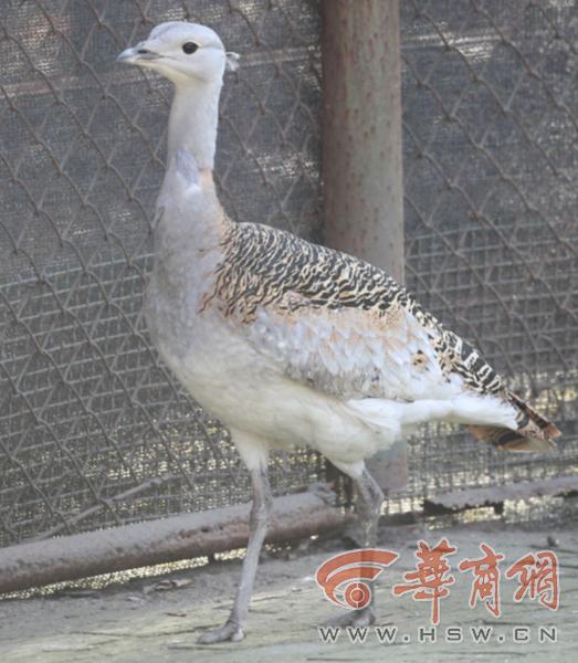 爱情忠贞的句子(一句话打动人心爱情)