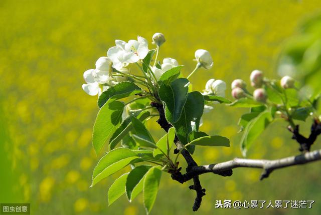 幸福很简单的经典句子及图片_(最简单的幸福说说)