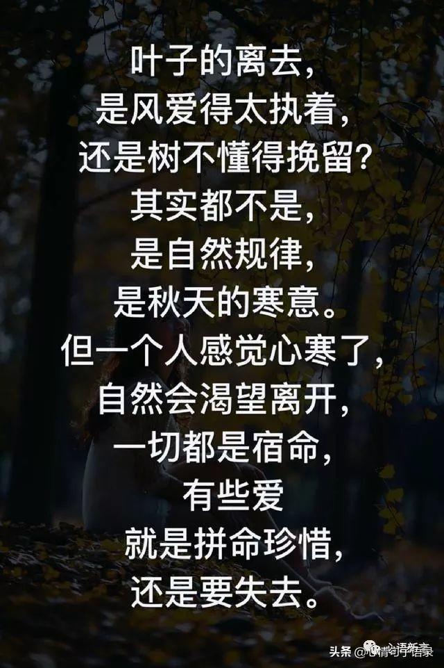 风的追求还是树的不挽留句子(秋叶是风的追求还是树的不挽留)