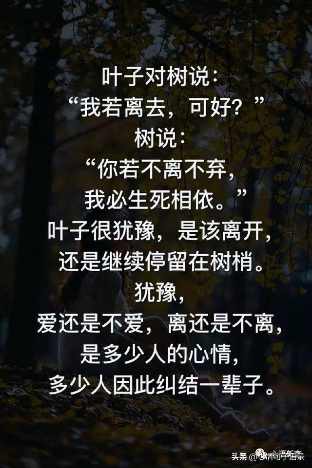 风的追求还是树的不挽留句子(秋叶是风的追求还是树的不挽留)