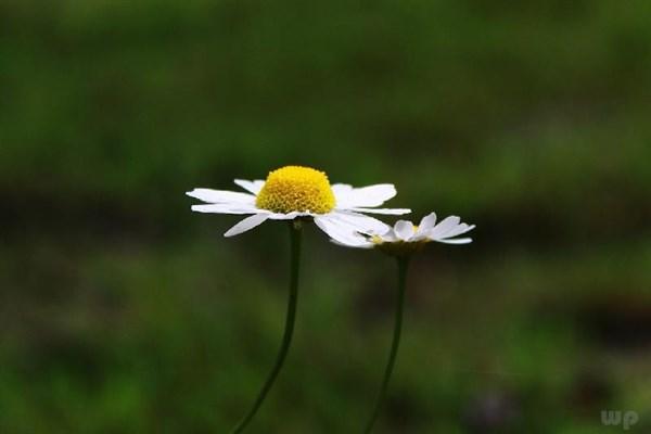 伤感得句子(伤情句子大全)