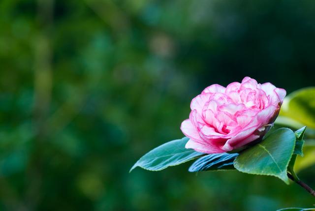 古风爱情句子伤感(伤感短句 关于爱情)