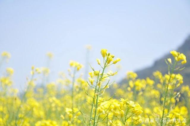 描写春天天气的好句子(描写春天动物的句子)