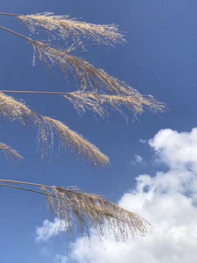 天气干旱盼雨的句子(盼望下雨的句子)