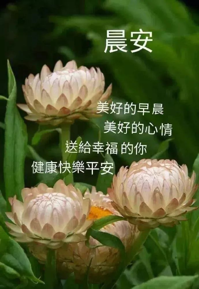 早上好祝福语优美句子早安祝福语最新