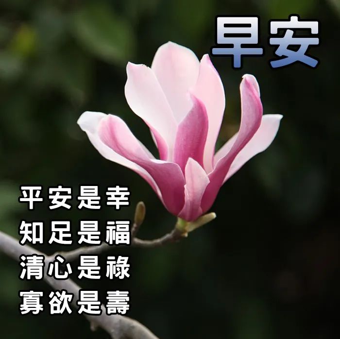 早上好祝福语优美句子早安祝福语最新