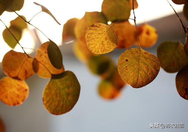 秋冬季节景色的句子