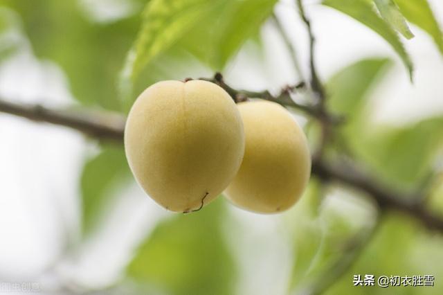 形容梅雨季节的句子