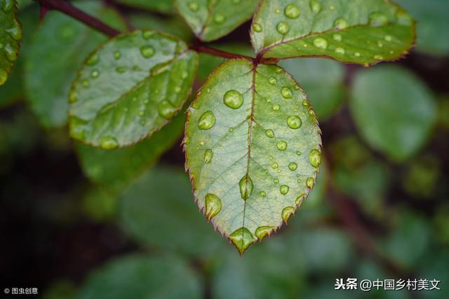 春雨精选美文(励志美文)