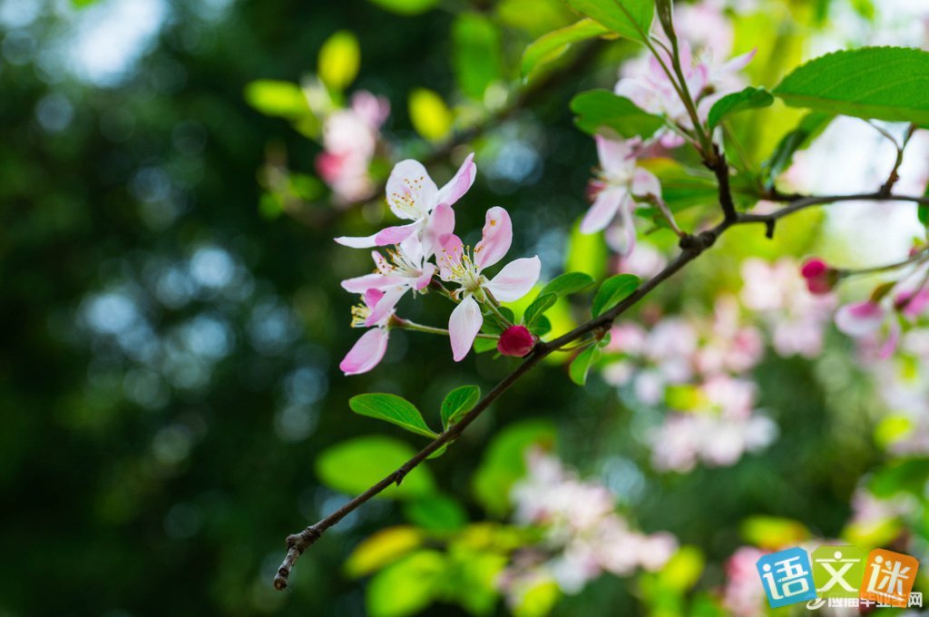 春暖花开的季节经典句子_(春暖花开踏青朋友圈)