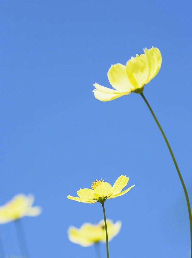 赞美花开季节唯美句子_(形容花开的漂亮的短句)