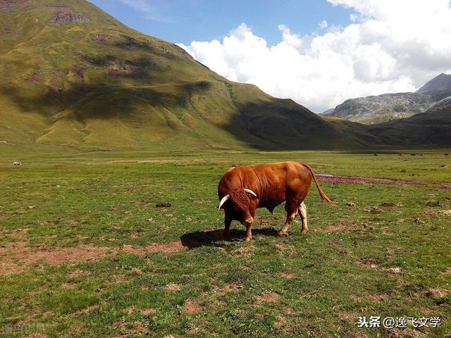 精选美文长毛大象(大象长毛和短毛都是什么象)