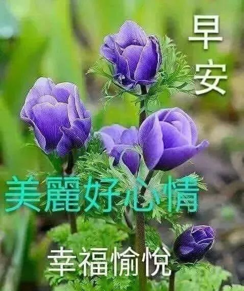 早上好的问候语阳光句子早晨好表情图片祝福