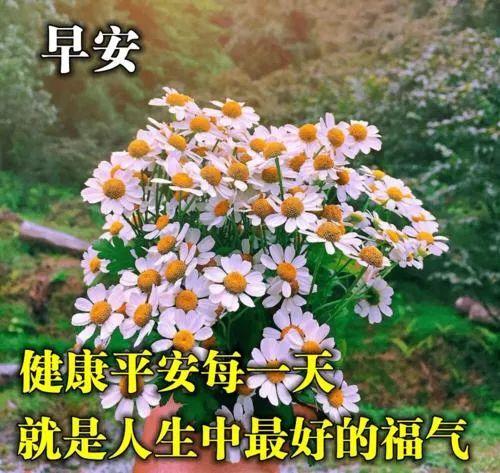 夏天赞美花的句子大全_(夏天的花的诗句)