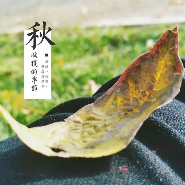 美文美句图片的有哪些软件