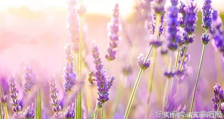 豆瓣每日精选美文(豆瓣读书)