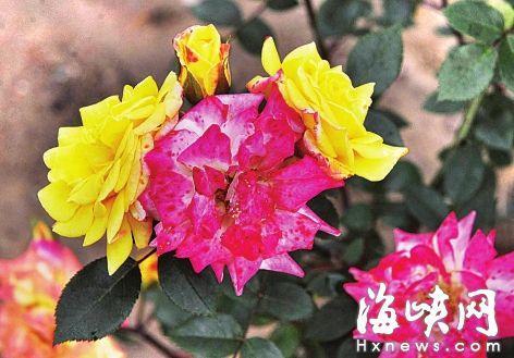 感恩父母的句子经典语录短 感恩父母的句子经典语录短