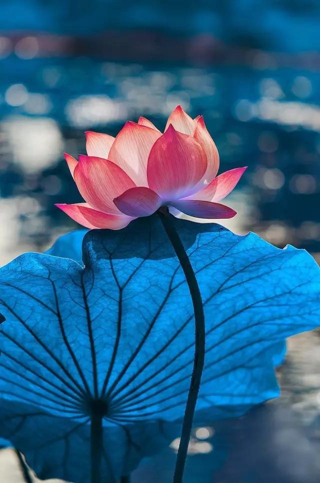 感恩父母的句子诗经 感恩父母的句子诗经