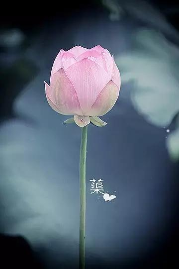 感恩父母的句子诗经 感恩父母的句子诗经