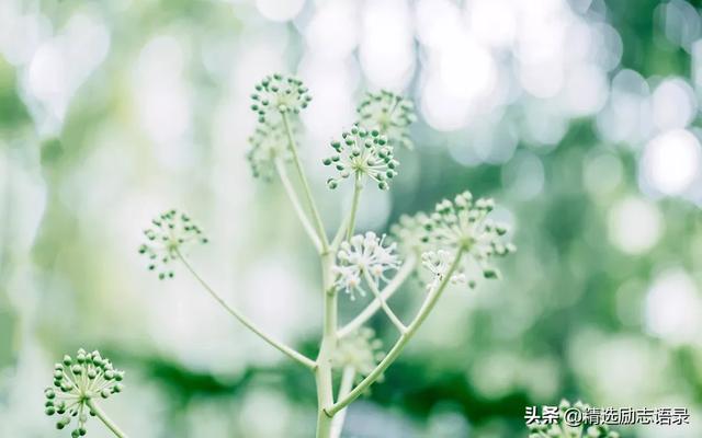 鱼的励志句子(欣赏鱼缸里的鱼感想句子)