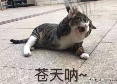 要好评的幽默句子简短 要好评的幽默句子简短