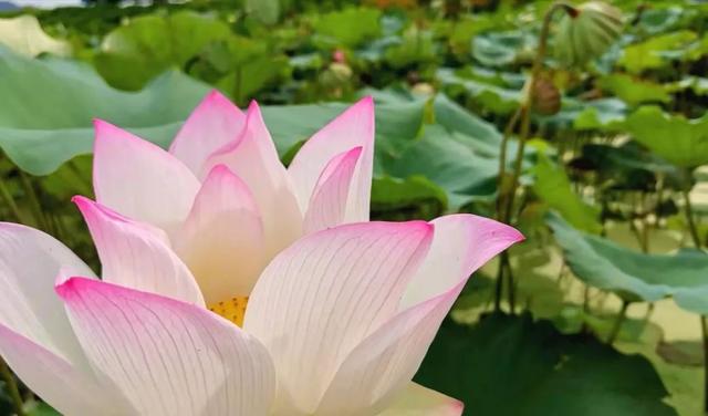 夸人有文化的句子带幽默 夸人有文化的句子带幽默