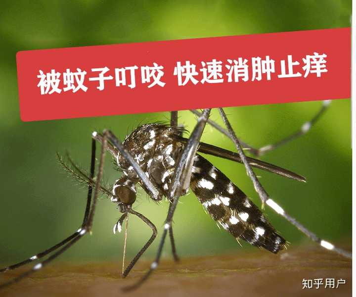 关于幽默又有深度的句子蚊子叮人的信息