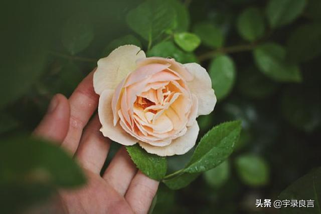唯美暖心的短句 唯美暖心的短句