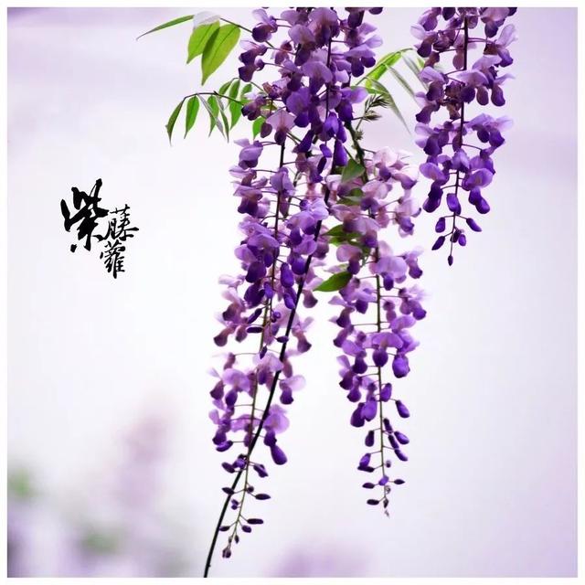 三字短句唯美 三字短句唯美