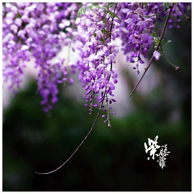 三字短句唯美 三字短句唯美