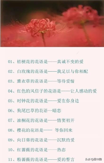 100种常见花的花语文字