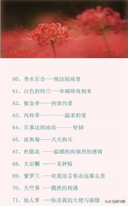100种常见花的花语文字