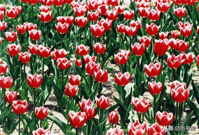100种常见花的花语文字