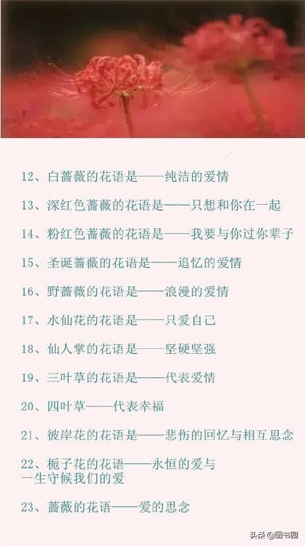 100种常见花的花语文字