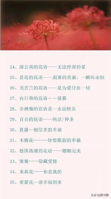 100种常见花的花语文字