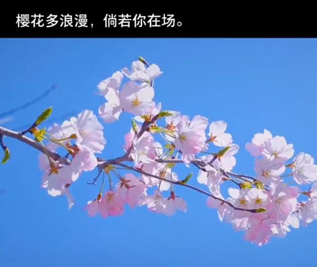 高级暗语表白