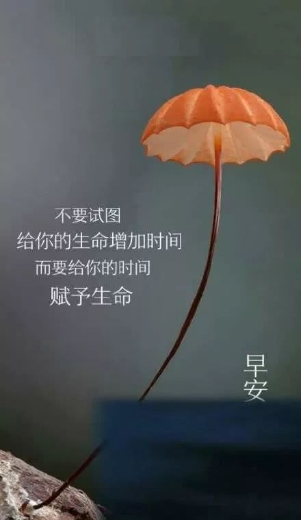 致朋友的唯美句子短句【致朋友的唯美句子短句可爱的】