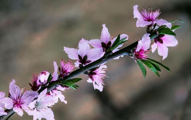 待春花灿烂时唯美句子(春花之灿烂秋叶之静美)