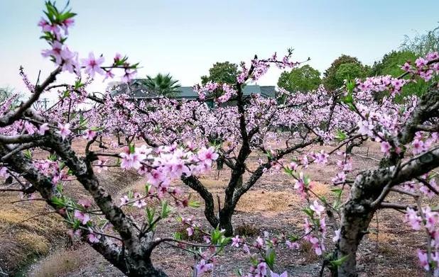 待春花灿烂时唯美句子(春花之灿烂秋叶之静美)