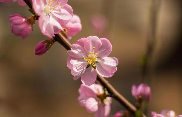 待春花灿烂时唯美句子(春花之灿烂秋叶之静美)