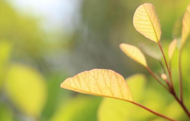 待春花灿烂时唯美句子(春花之灿烂秋叶之静美)