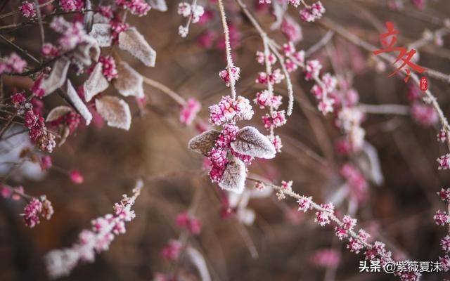 冬雪寒风唯美句子(雪景句子唯美简短10字)