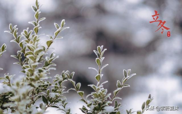 冬雪寒风唯美句子(雪景句子唯美简短10字)