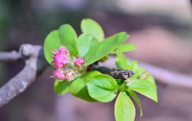 无忧花开唯美句子(无忧花开评价)