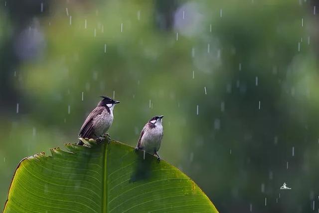 听雨诗句唯美的句子(冬天雨夜听雨唯美句子)