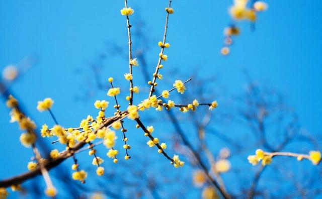 石头和花草的唯美句子(古风友谊句子唯美)