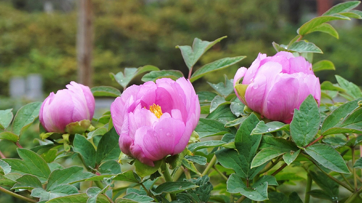 牡丹花蕾的唯美句子(牡丹花最出名的诗词)