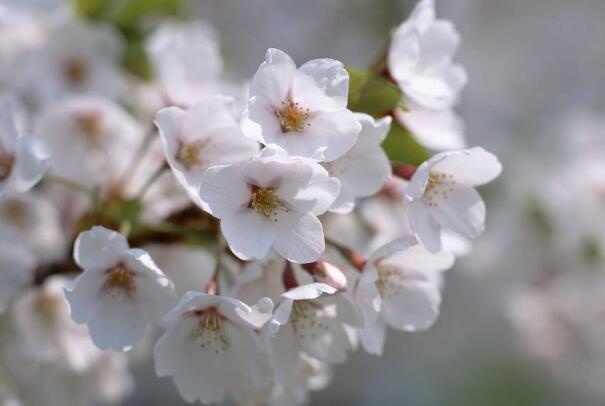 阳光鲜花唯美句子(关于花店的唯美句子)