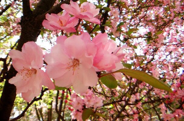 阳光鲜花唯美句子(关于花店的唯美句子)